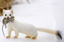 Ermine at Dog Sled Rides of Winter Park
