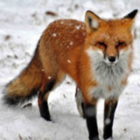 Fox at Dog Sled Rides of Winter Park