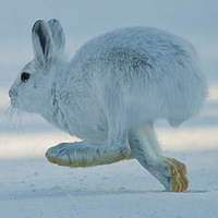 Snowshoe hare at Dog Sled Rides of Winter Park