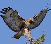 Red Tailed Hawk at Dog Sled Rides of Winter Park