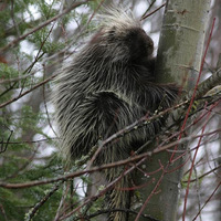 Porcupine at Dog Sled Rides of Winter Park