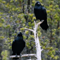 Ravens at Dog Sled Rides of Winter Park