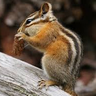 Chipmunk at Dog Sled Rides of Winter Park