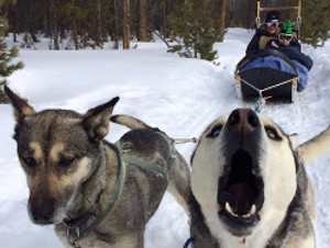 Huskies Smokey and Dan on trail pulling a dog sled