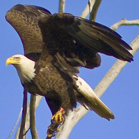 Bald Eagle at Dog Sled Rides of Winter Park