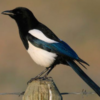 Magpie at Dog Sled Rides of Winter Park