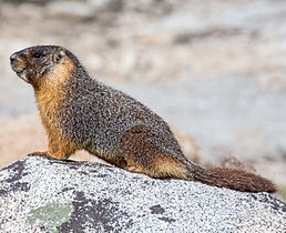 Marmot at Dog Sled Rides of Winter Park