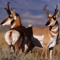 Pronghorn at Dog Sled Rides of Winter Park